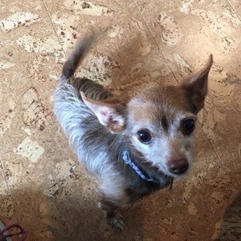 Holistic Grooming by Jessica - Gizmo - Pet Groomers Near Me