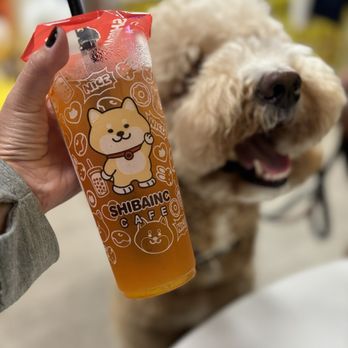 Shibainc Cafe - How cute is this Shibu inu themed boba tea spot - Bubble Tea Near Me - Sacramento, California Shibainc Cafe - How cute is this Shibu inu themed boba tea spot - Bubble Tea Near Me - Sacramento, California