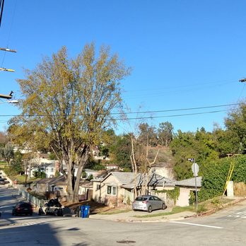 TreeCareLA - after - Tree Services Near Me