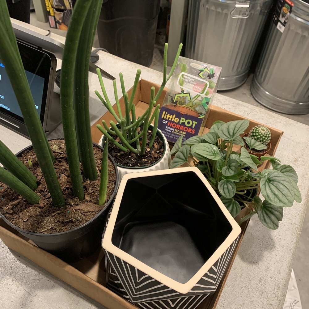 PlantHouse - Clockwise: Venus Fly Trap, gold ball cactus, peperomia frost, beautiful geometric pot, and a medium-large Sansevieria Cylindrica. - Nurseries & Gardening Near Me - Charlotte, North Carolina PlantHouse - Clockwise: Venus Fly Trap, gold ball cactus, peperomia frost, beautiful geometric pot, and a medium-large Sansevieria Cylindrica. - Nurseries & Gardening Near Me - Charlotte, North Carolina
