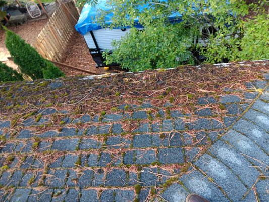 Moss Removal Victoria