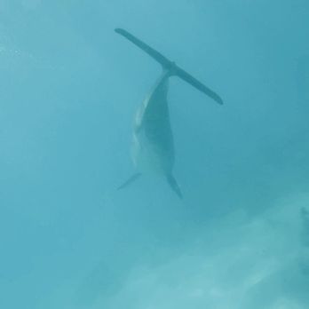 Sea Ventures - Enjoyed diving with a dolphin pod! - Scuba Diving Near Me - Fajardo, Puerto Rico Sea Ventures - Enjoyed diving with a dolphin pod! - Scuba Diving Near Me - Fajardo, Puerto Rico