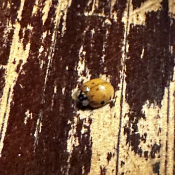 Basin Park Hotel - One of the many bugs in the room - Hotels Near Me - Eureka Springs, Arkansas Basin Park Hotel - One of the many bugs in the room - Hotels Near Me - Eureka Springs, Arkansas