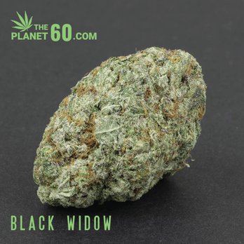 The Planet 60 - Black Widow sativa hybrid cannabis strain - Cannabis Dispensaries Near Me - North York, Ontario The Planet 60 - Black Widow sativa hybrid cannabis strain - Cannabis Dispensaries Near Me - North York, Ontario