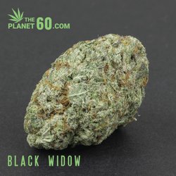 The Planet 60 - Black Widow sativa hybrid cannabis strain