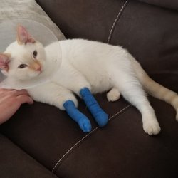 Lakeland Veterinary Clinic - Butter at home just after surgery on 3/11, both front legs wrapped.