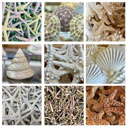 Sea Shell City - Summer 2022
