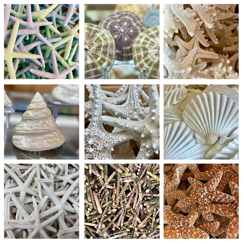 SEA SHELL CITY Updated September 2024 16 Photos & 18 Reviews 708