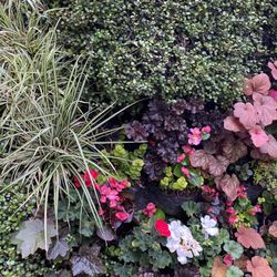 Reflections Garden - Beautiful mixture of plants on this living wall.  Will have to do some research on how to do this myself.