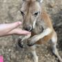 Photo of Missouri Down Under Adventure Zoo