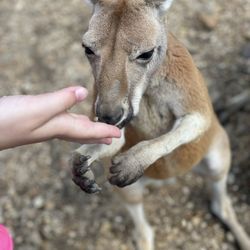 Missouri Down Under Adventure Zoo - Kangaroo feeding.