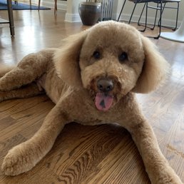 Little Ark Dog Grooming: Transform Your Pet's Look