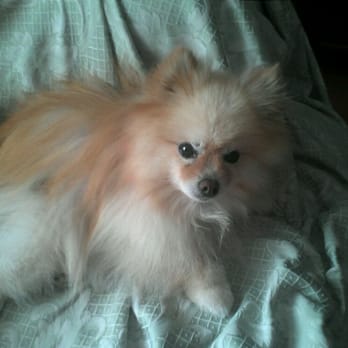 Doggie Styles - PEEPKA - Pet Groomers Near Me - Mill Valley, California Doggie Styles - PEEPKA - Pet Groomers Near Me - Mill Valley, California