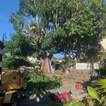 Tree Bulls - Tree Services Near Me Tree Bulls - Tree Services Near Me