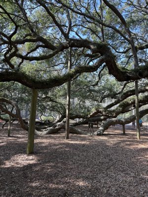Angel Oak Tree by null