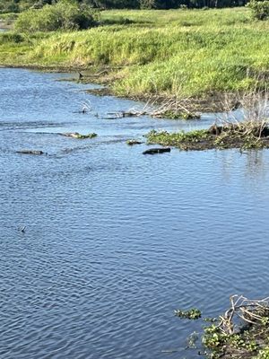 Myakka River State Park by null