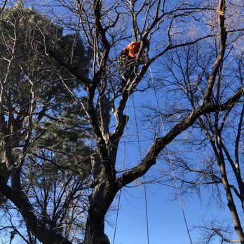 Mortensen Tree Service - Tree climber. - Tree Services Near Me - Centennial, Colorado Mortensen Tree Service - Tree climber. - Tree Services Near Me - Centennial, Colorado