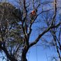 Photo of Mortensen Tree Service