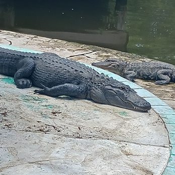 Gatorland - Hanging out! - Zoos Near Me - Orlando, Florida Gatorland - Hanging out! - Zoos Near Me - Orlando, Florida