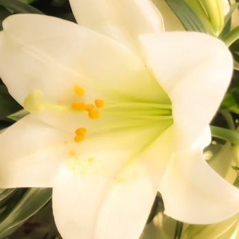 Walmart Supercenter - Pure bliss and serenity to you and yours! Happy Easter blessings!! - Department Stores Near Me - Surprise, Arizona Walmart Supercenter - Pure bliss and serenity to you and yours! Happy Easter blessings!! - Department Stores Near Me - Surprise, Arizona