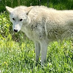 Wolfdog Ruby Wolfdog Ruby