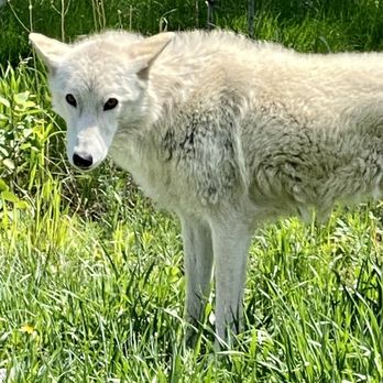 Yamnuska Wolfdog Sanctuary - Wolfdog Ruby - Tours Near Me - Cochrane, Alberta Yamnuska Wolfdog Sanctuary - Wolfdog Ruby - Tours Near Me - Cochrane, Alberta