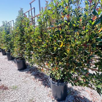 Willow Gardens Nursery - Nurseries & Gardening Near Me - Clovis, California