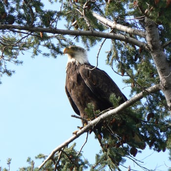 Windermere Real Estate Orcas Island, Inc. - Bald Eagle resting - Vacation Rentals Near Me - Eastsound, Washington Windermere Real Estate Orcas Island, Inc. - Bald Eagle resting - Vacation Rentals Near Me - Eastsound, Washington