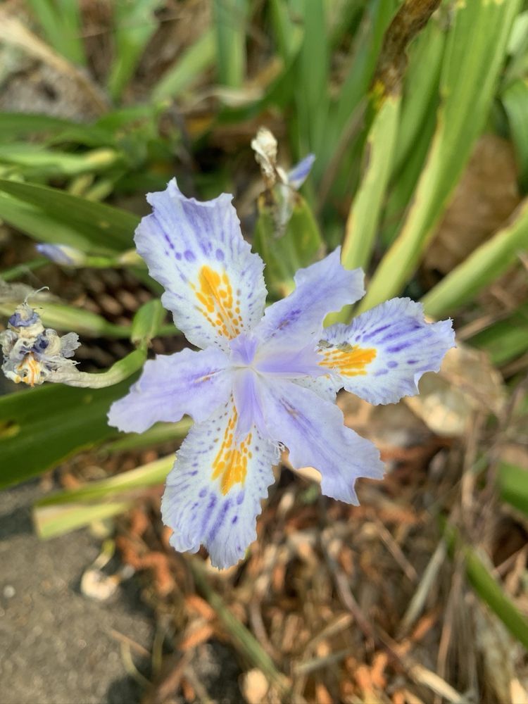 Woodlands Garden - social services organization in Decatur, GA