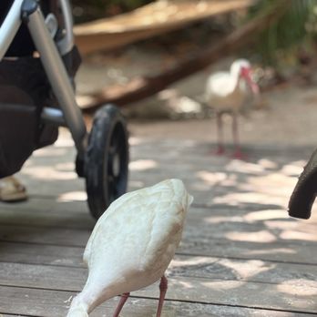Discovery Cove - Amusement Parks Near Me - Orlando, Florida