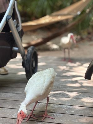 Discovery Cove by null