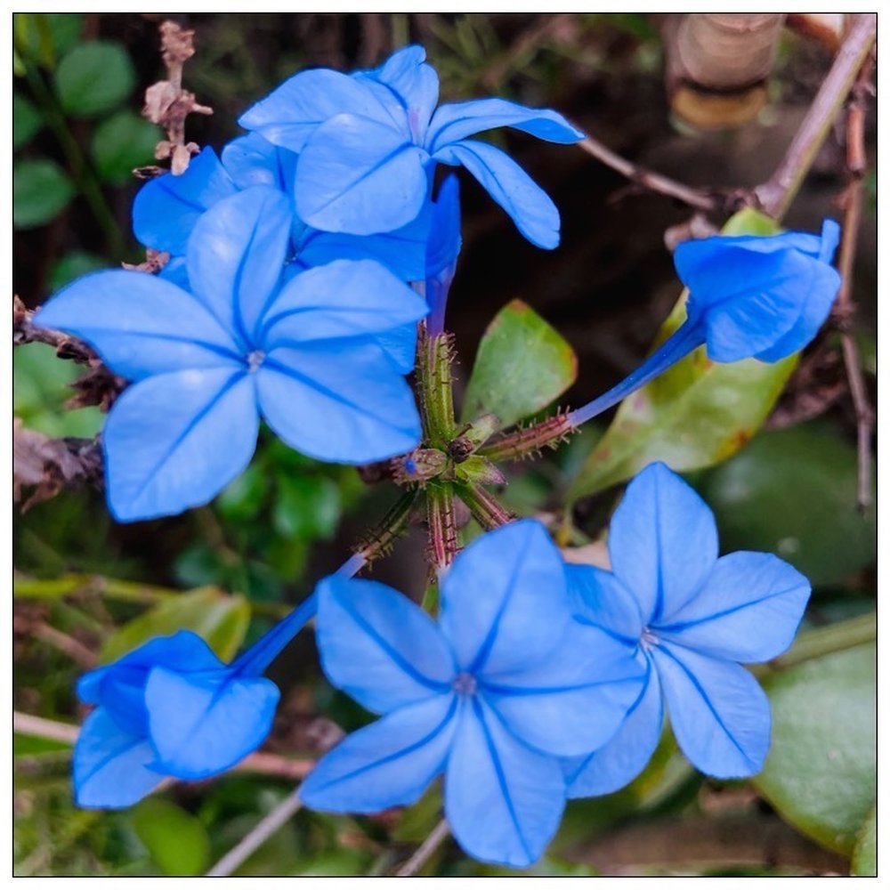 Owl Trail - I only give this to a wild woman. Are you a wild flower? #PurpleBlueColor #IsMyThang - Hiking Near Me - La Cañada Flintridge, California