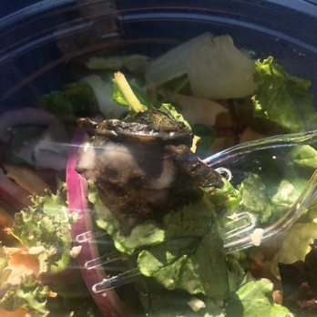 Panera Bread - Fuji Apple salad with mostly rotten greens - Sandwiches Near Me - Bolingbrook, Illinois