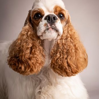 Good Doggy Photography - Pet Photography Near Me