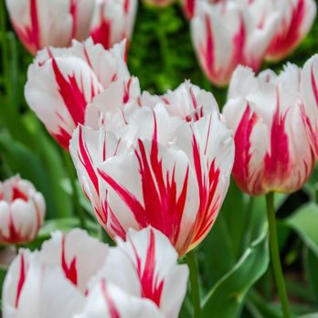 Rose Photography - Flowers - Real Estate Photography Near Me Rose Photography - Flowers - Real Estate Photography Near Me