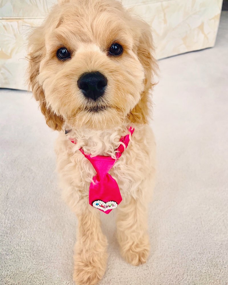 HOT DIGGITY DOG GROOMING Updated June 2024 60 Photos & 28 Reviews