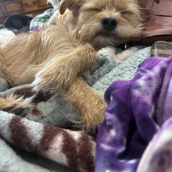 Bead Source - This is my puppy dog BODHI. He accompanies me when I come to the store and he is loved and welcome