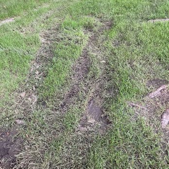 Franklin Outdoor Services - Lawn damage from mower wheels caused by mowing in rain. - Landscaping Near Me - Lakeville, Minnesota