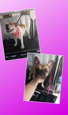 Happy dogs! - A fresh cut always leaves them smiling