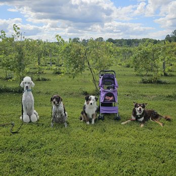 Daniel's Vineyard - 8.24.25 #DogFriendly #ReviewsByRL - Wineries Near Me - McCordsville, Indiana