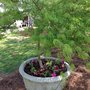 Photo of Arnold's Landscaping