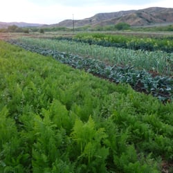 Three Sisters Farm