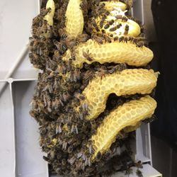 Swarm And Tender - Cool little cut out/ removal