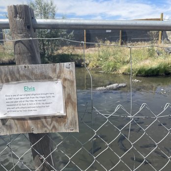 Colorado Gators Reptile Park - Zoos Near Me - Mosca, Colorado