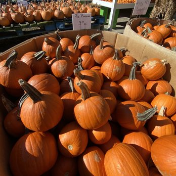 Gentle's Farm Market - a box of pumpkins - Farmers Market Near Me - Rochester, New York Gentle's Farm Market - a box of pumpkins - Farmers Market Near Me - Rochester, New York