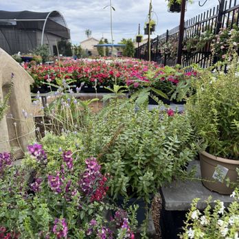 SummerWinds Nursery - Tatum - Flowers - Nurseries & Gardening Near Me - Phoenix, Arizona SummerWinds Nursery - Tatum - Flowers - Nurseries & Gardening Near Me - Phoenix, Arizona