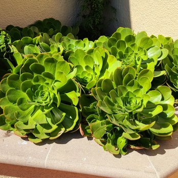 Schooners Monterey - These Succulents look very Succulent - Seafood Near Me - Monterey, California Schooners Monterey - These Succulents look very Succulent - Seafood Near Me - Monterey, California