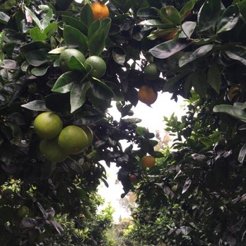 O'o Farms - Organic oranges - Food Tours Near Me - Kula, Hawaii O'o Farms - Organic oranges - Food Tours Near Me - Kula, Hawaii