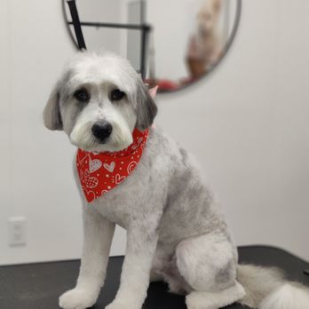 The Dog Stop - Tustin - Pet Groomers Near Me - Tustin, California The Dog Stop - Tustin - Pet Groomers Near Me - Tustin, California