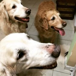 Beds, Bones, and Biscuits - Golden Guests!